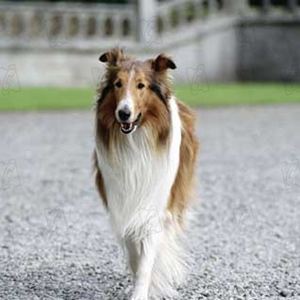 Vi som har levd noen år husker Lassie, men det kan virke som om bikkja har plukket opp noen nye...